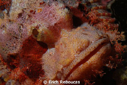 Bearded Scorpionfish. 

Check out the body poison spike... by Erich Reboucas 